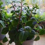 Peperomia glabella Levél