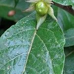 Atropa bella-donna Hostoa