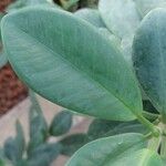 Ficus pertusa Blad