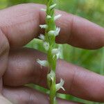 Spiranthes romanzoffiana Flower