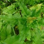 Chenopodium bonus-henricus Leaf
