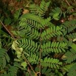 Caesalpinia decapetala Levél