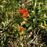 Castilleja coccinea Habit