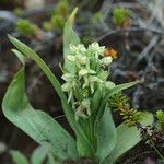 Platanthera hyperborea Floare