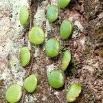 Pyrrosia piloselloides Frunză