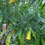 Thevetia neriifolia Flor