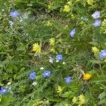 Linum perenneFlower