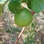 Citrus maxima Плод