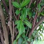 Sanchezia nobilis Folha