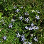 Cyananthus microphyllus Hábito