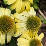 Rudbeckia laciniata Blüte