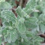 Teucrium polium Blad