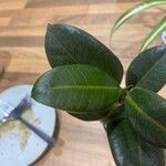 Ficus elastica List