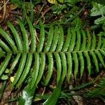 Thelypteris forsteri Habit