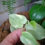 Peperomia serpens Lapas