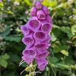 Digitalis purpureaKvet