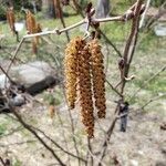 Alnus serrulata Blüte