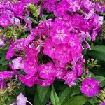 Phlox drummondiiᱵᱟᱦᱟ