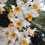 Dendrobium thyrsiflorum Flor