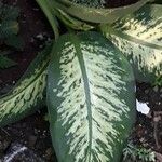 Dieffenbachia seguineপাতা