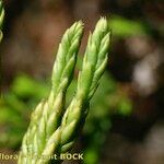 Lycopodium × zeilleri ᱡᱚ