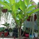 Amorphophallus konjac Ravina