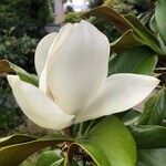 Magnolia grandiflora Foglia