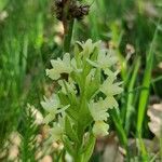 Dactylorhiza insularis Flower