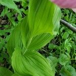 Cypripedium reginae Blatt