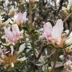 Anthyllis lagascana Цветок