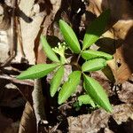 Panax trifolius Hábitos