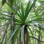Pandanus purpurascens Hoja
