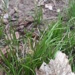 Carex alba Flower