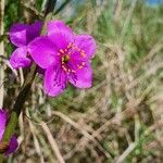 Talinum portulacifolium 花