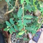 Chamaesyce hypericifolia Лист