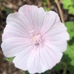 Malva hispanica Flor