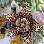 Orbea variegata Flower