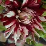 Dahlia × cultorum Blodyn