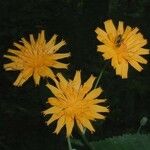 Krigia biflora Flower