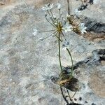 Allium subhirsutum Habit