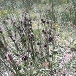 Schoenus nigricans Floare