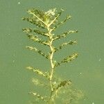 Potamogeton crispus Blatt