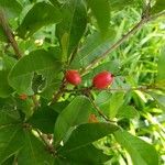 Synsepalum dulcificum Fruit