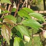 Clematis chrysocoma Hoja