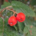 Sorbus intermedia Плод