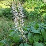 Aesculus parviflora Λουλούδι