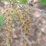 Betula chinensis Gyümölcs