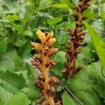 Orobanche flava Flor