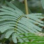 Calliandra houstoniana Hoja