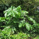 Cecropia schreberiana Hoja